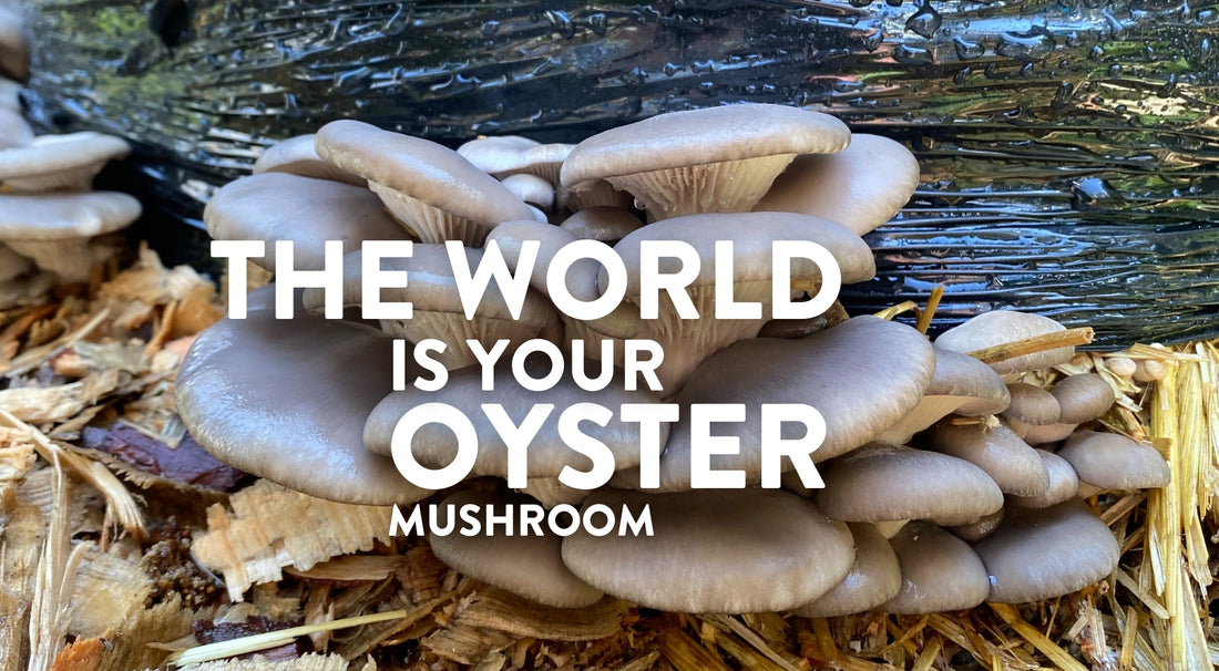 The World is your Oyster mushroom