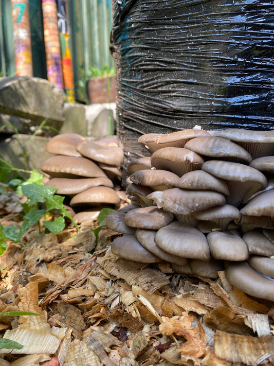 Outdoor Mushroom Growing Masterclass