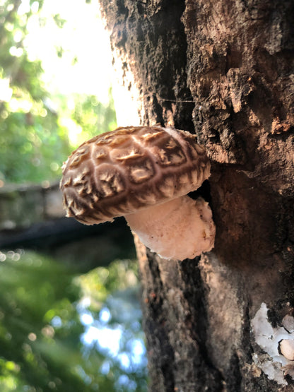 Outdoor Mushroom Growing Masterclass